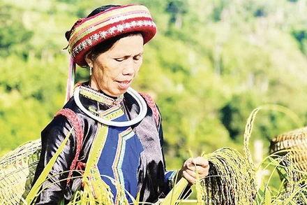 Đồng bào Dao thôn Phiêng Phàng, xã Cao Minh thu hoạch lúa Nếp Tài. (Ảnh MA NINH)