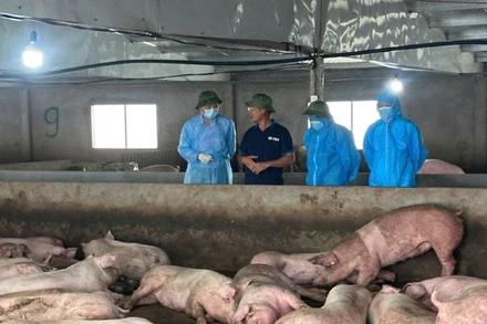 Thứ trưởng Nông nghiệp và Môi trường Phùng Đức Tiến kiểm tra công tác phòng chống dịch tại xã Phùng Nguyên, tỉnh Phú Thọ.