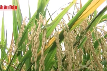  Đồng bằng sông Cửu Long phát triển bền vững từ nguồn nước