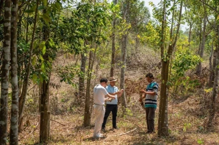 Khu rừng trồng cây dó bầu do Công ty Trầm Hương Khánh Hòa đầu tư, mỗi cây có gắn chip quản lý bằng AI. (Ảnh MỸ HÀ)