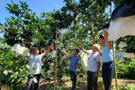 Tổ dân cư sinh thái số 1 thôn Cửa Lĩnh, xã Đức Lĩnh, huyện Vụ Quang, tỉnh Hà Tĩnh “nâng chất” các tiêu chí nông thôn mới.