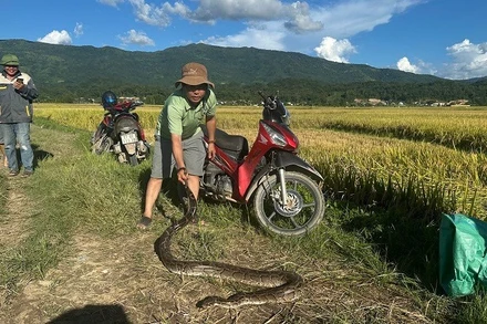 Cá thể trăn gấm được nhân dân xã Thanh An phát hiện tại cánh đồng bản Lọng Ban. 
