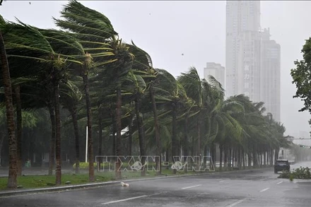 Ảnh minh họa. (Ảnh: TTXVN)