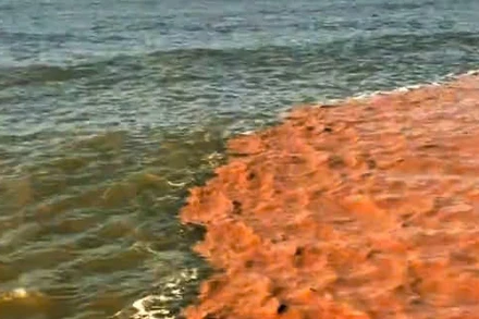 Ảnh vùng nước biển Tây Nam Cà Mau thêm màu lạ không phải đặc trưng của nước biển. (Ảnh cắt từ clip)