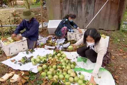 Nông dân xã Trường Long trồng vú sữa đạt tiêu chuẩn xuất khẩu nâng cao thu nhập.