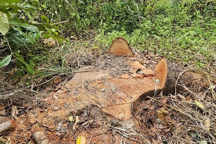 Cây xanh trong Khu văn hóa Hồ Nước Ngọt bị chặt còn trơ gốc.