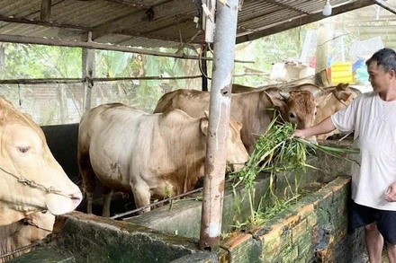 Nông dân Cần Thơ vay vốn chính sách nuôi bò, tạo việc làm, tăng thu nhập.