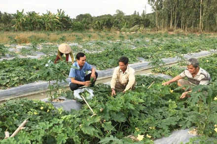 Nông dân xã Thới Hưng trồng hoa màu trên ruộng lúa cho thu nhập cao.