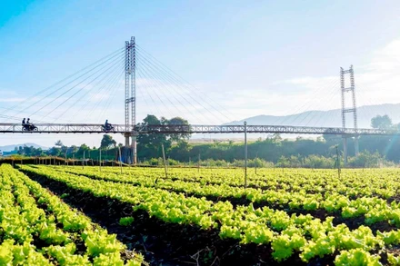 Dọc đôi bờ sông Đa Nhim đã hình thành vùng rau lớn nhất tỉnh Lâm Đồng.