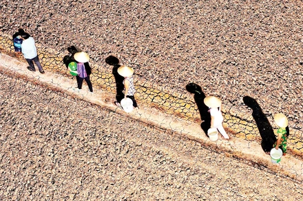 Ảnh hưởng bởi thời tiết, biến đổi khí hậu, nhiều vùng nông thôn tại Cà Mau thiếu nước ngọt trầm trọng vào mùa khô. (Ảnh NSNA Nguyễn Thanh Dũng)