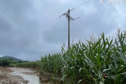 Một cột điện bị sạt lở sau bão tại xã Lục Yên (tỉnh Lào Cai).