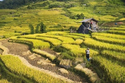 Cân nhắc các quy định thu hồi đất cần sát thực tế và phù hợp bối cảnh phát triển mới. (Ảnh: PV)