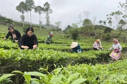 Thu hái chè ở Lào Cai. (Ảnh: THANH SƠN)