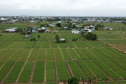 Những cánh đồng nha đam bạt ngàn ở vùng đất nam Khánh Hòa. (Ảnh: PV)