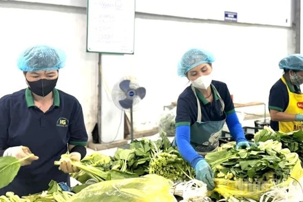 Xã viên Hợp tác xã nông nghiệp xanh Hoàng Gia, Hà Nội. (Ảnh: HNV)