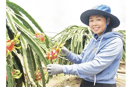 Thu hoạch thanh long hữu cơ đạt tiêu chuẩn xuất khẩu tại xã Thanh Long Hội.