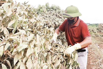 Người dân xã Phúc Hòa chăm sóc cây vải sau mưa lũ.