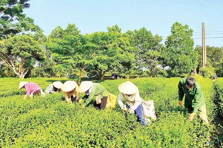 Vùng trồng chè ở xã Đường Hoa (Quảng Ninh) đã đáp ứng tốt các tiêu chuẩn VietGAP.