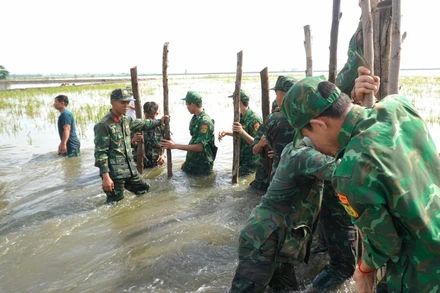 Cán bộ, chiến sĩ dân quân thường trực, công an, biên phòng hỗ trợ người dân gia cố đê bao bảo vệ lúa.