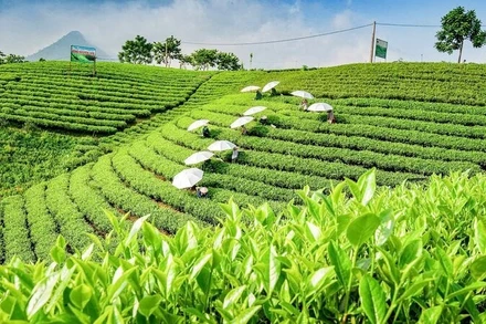 Bộ Công thương đã chủ động triển khai đồng bộ nhiều biện pháp để tháo gỡ khó khăn cho hoạt động xuất khẩu chè của Việt Nam. (Ảnh minh họa: THẾ BÌNH)