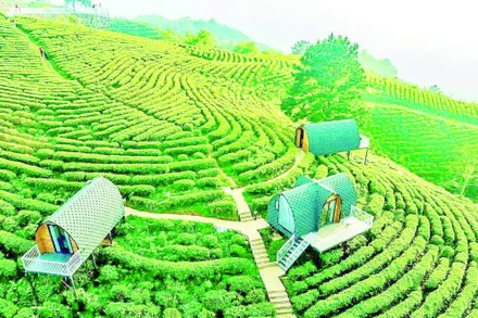 Công ty trách nhiệm hữu hạn Kolia Cao Bằng xây dựng vùng nguyên liệu, sản xuất sản phẩm trà cao cấp, kết hợp du lịch sinh thái đạt hiệu quả tốt.