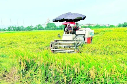 Máy gặt đập liên hợp thu hoạch lúa trên đồng ruộng.