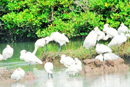 Nhiều loài chim quý hiếm chọn Vườn quốc gia Xuân Thủy là nơi dừng chân trong hành trình di cư.