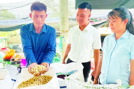 Anh Nguyễn Toàn Quốc (ngoài cùng bên trái) giới thiệu sản phẩm hạt bồ đề đủ tiêu chuẩn đưa sấy khô.