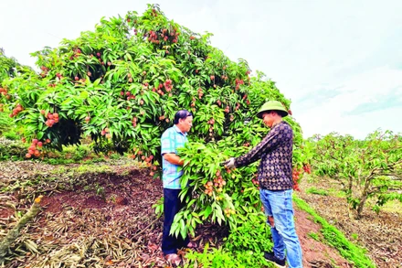 Anh Hoàng Văn Sơn (bên phải) trao đổi với lãnh đạo xã về vụ vải được mùa.