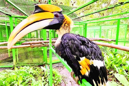 Cá thể chim hồng hoàng được nuôi dưỡng, chăm sóc tại Vườn quốc gia Cát Tiên.