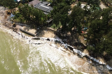 Hàng trăm mét bờ biển đoạn qua địa phận khối phố Tân Thành, phường Cẩm An sạt lở nghiêm trọng.