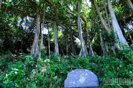 Cây Đa di sản trên bán đảo Sơn Trà. (Ảnh: ANH ĐÀO)