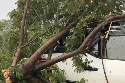 Hiện trường cây ngã đổ đè lên xe ô-tô sáng 28/9