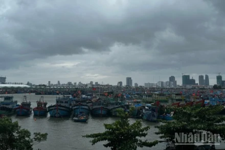 Tàu cá ngư dân miền Trung về tránh trú bão số 12. (Ảnh: ANH ĐÀO)