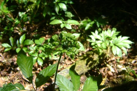 Đà Nẵng phê duyệt đơn giá cây giống sâm Ngọc Linh 1 năm tuổi năm 2025 của Trung tâm Phát triển Sâm Ngọc Linh và Dược liệu.