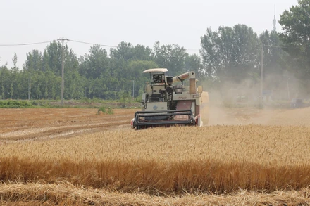 Máy gặt tự động trên cánh đồng lúa mạch. (Ảnh: CCTV)
