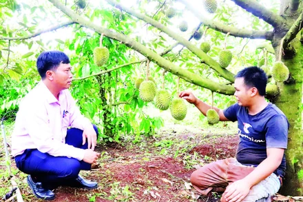 Từ nguồn vốn vay ưu đãi, vườn sầu riêng của gia đình anh Y Grin Knul ở buôn Ka Na A, xã Cư M’gar đã được đầu tư bài bản và cho năng suất cao.