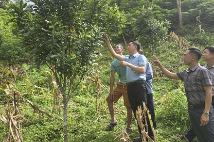 Lãnh đạo xã Sáng Nhè (tỉnh Điện Biên) kiểm tra tiến độ sinh trưởng cây mắc-ca được hỗ trợ từ chương trình mục tiêu quốc gia vùng đồng bào dân tộc thiểu số và miền núi.