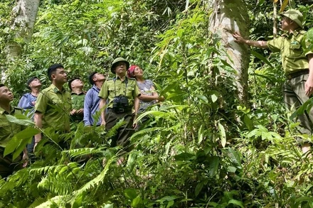 Lực lượng kiểm lâm địa bàn xã Sín Thầu cùng nhân dân tuần tra bảo vệ rừng.