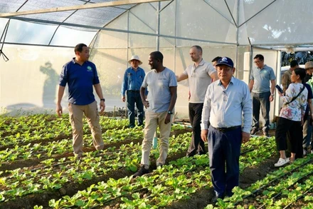Đoàn công tác đánh giá dự án trồng rau sạch của một nông hộ ở Campuchia. (Ảnh: Fresh News) 