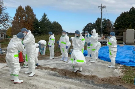 Tiêu hủy gia cầm nhiễm bệnh. (Ảnh minh họa: Tân Hoa xã)