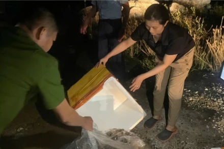Lực lượng chức năng phát hiện, tiêu hủy tôm hùm bơm tạp chất. Ảnh Chi cục Quản lý thị trường tỉnh Phú Yên.