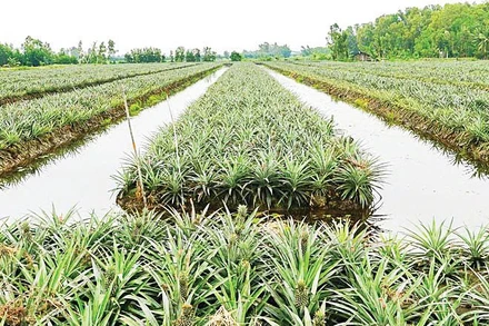 Cây khóm đang phủ “tấm áo xanh” cho Phú Quới.