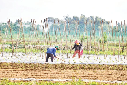 Bàu Tròn, xã Đại Lộc (thành phố Đà Nẵng) tích cực khôi phục mùa màng. Ảnh: Thế Vinh