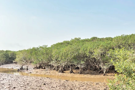 Rừng ngập mặn được phục hồi ở Diễn Châu (Nghệ An).