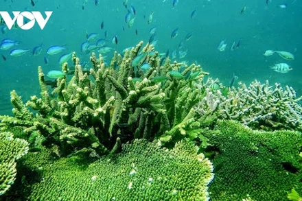 Công tác bảo tồn hệ sinh thái rừng - biển ở Vườn quốc gia Côn Đảo nhiều năm qua luôn được thống kê minh bạch (ảnh: Vườn QGCĐ)