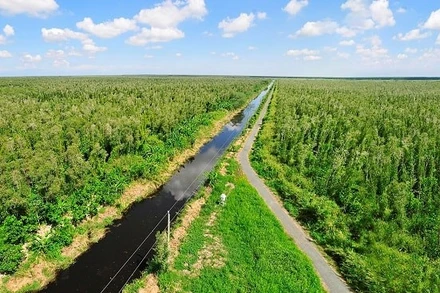 Đẩy mạnh trồng rừng ngập mặn sẽ giúp khu vực ven biển Đồng bằng sông Cửu Long thích ứng với biến đổi khí hậu. - Ảnh minh hoạ