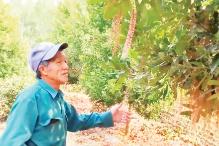 Người dân bên vườn mắc-ca.