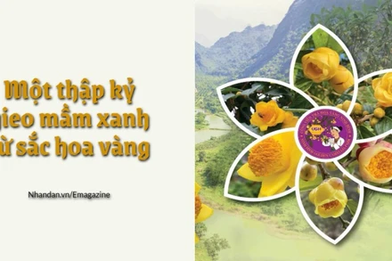 Một thập kỷ gieo mầm xanh từ sắc hoa vàng