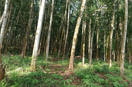 Phát triển rừng gỗ lớn, nâng cao giá trị kinh tế lâm nghiệp và bảo vệ môi trường.